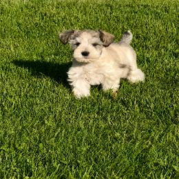 Patriot - Parti male Miniature Schnauzer puppy in Grantsville, Utah from Stellar Schnauzers