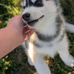 Siberian Husky Puppies from Kaleidoscope