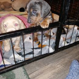 Dachshund Puppies from A&R Dachshund