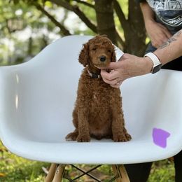 Juniper - Red  female Poodle puppy in Mount Vernon, Illinois from AMC Poodles