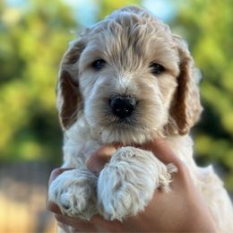 Harry - Cream Goldendoodle puppy in Salem, Oregon from Capital Doodles