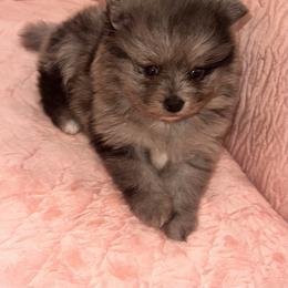 Spirit - Blue merle male Pomeranian puppy in Wagner, South Dakota from Lisas Pomeranians