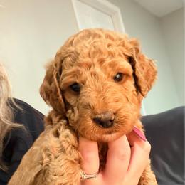 Maroon Collar - Red  female Goldendoodle puppy in Ottawa, Kansas from Kansas Country Doodles