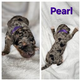 Pearl - Merle female Saint Berdoodle puppy in Battle Ground, Washington from Mad Hatter Farms Saint Berdoodles