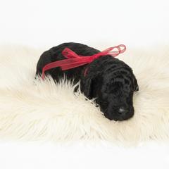 Jax - Phantom male Springerdoodle puppy in Fargo, North Dakota from Dakota SpringerDoodles