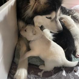 Hiro - White male Siberian Husky puppy in Diamond Lake, Washington from Husky Haven WA