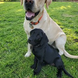 Labrador Retrievers from Michelle Chick