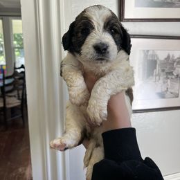 Daisy - Brown and white female Saint Berdoodle puppy in Newcastle, California from Darling Saint Berdoodles