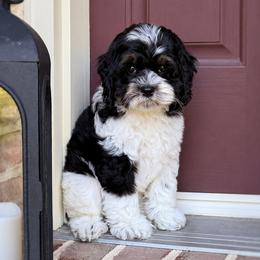 Gray Collar - Scabbers - Black and white male Cockapoo puppy in Mt Bethel, Pennsylvania from Stasia’s Cutiepoos