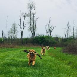 Golden Retriever All Grown Up from Firefly Cottage Golden Retrievers