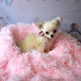 Faith - Cream and white female Chihuahua puppy in Gloucester, Virginia from Charlotte's Web of Chihuahuas