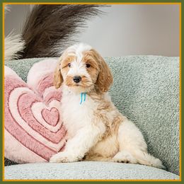 Ken - Parti male Goldendoodle puppy in Connersville, Indiana from Deaz Doodle Ranch