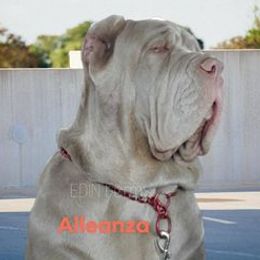Lasagna - Neapolitan Mastiff