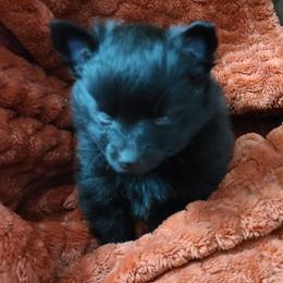 Pomeranian Puppies from Merri's Pom's