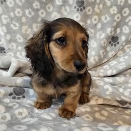 Monty 2,675 - Cream male Dachshund puppy in Tonopah, Arizona from Desert Diamond Dachshunds