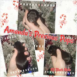 Nicholas - Black and tan male Yorkshire Terrier puppy in Wartburg, Tennessee from Amanda's Precious Pups