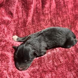 Cupid - Black and white male Siberian Husky puppy in Mechanicsville, Virginia from Shinko Siberians