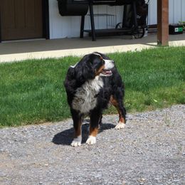 Eva - Bernese Mountain Dog