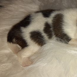 Pomeranian Puppies from Fuzzybutt Poms of Alabama