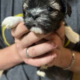 Shih Tzu Puppies from Jessica’s Shih Tzus