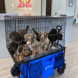 Aussiedoodle Puppies from Gore Doodle Ranch
