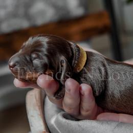 Dachshund Puppies from Friends ‘n Low Places Dachshunds of Texas