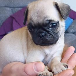 Boy 4 - Fawn male Pug puppy in Marshville, North Carolina from adorable pug puppies