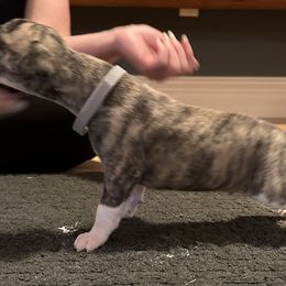 Whippet Puppies from Sara's Whippets