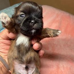 Billy - Brindle male Shih Tzu puppy in Victorville, California from RUMBLE n TUMBLE