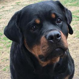 Jazzi - Rottweiler