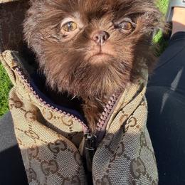 Prince Mahogany - Chocolate male Shih Tzu puppy in Auburn, Washington from Shih Tzu’s  ‘N’ Love