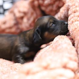 Cleo - Cream female Dachshund puppy in Eaton, Ohio from Miniature Alphas Dachshunds