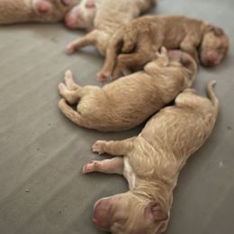 Poodle Puppies from Pure Poodles by the Chesapeake Bay