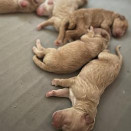 Poodle Puppies from Pure Poodles by the Chesapeake Bay