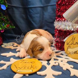 Snowflake - Blenheim female Cavalier King Charles Spaniel puppy in Kermit, West Virginia from Stonecoal Cavaliers