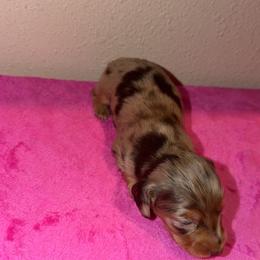Jessie - Dapple female Dachshund puppy in Grass Valley, California from Mis Doxie