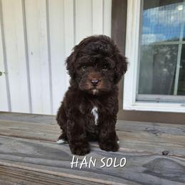 Han Solo - Brown and white male Cockapoo puppy in Fort White, Florida from Jade