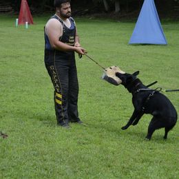 German Shepherd All Grown Up from Kaw-Tal German Shepherds