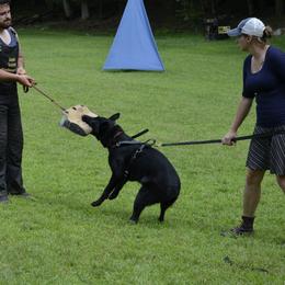 German Shepherd All Grown Up from Kaw-Tal German Shepherds
