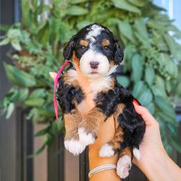 Ringo - Tri-color male Bernedoodle puppy in Moses Lake, Washington from Macy Meadows Doodles