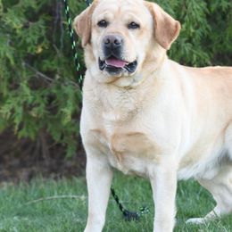 Golden Retrievers, Labrador Retrievers, and Maltese from Four Seasons