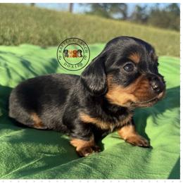 CBM4 - Black and tan male Dachshund puppy in Carthage, Texas from Rafter C Ranch Doxies