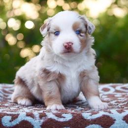 Miniature American Shepherds and Miniature Australian Shepherds from Vigilante Mini Aussies