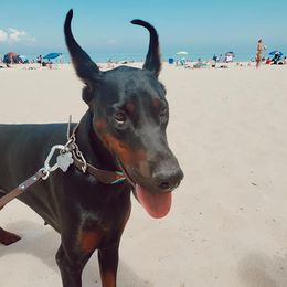 Doberman Pinschers from Desire Dobermans