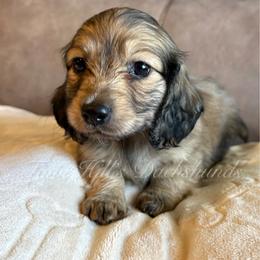 Cinnamon's Boy 1 - orange - Cream male Dachshund puppy in Jonesboro, Illinois from Twin Hills Dachshunds