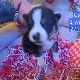 Pembroke Welsh Corgi and Siberian Husky Puppies from Regal Huskies of the Carolinas