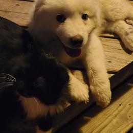 Anatolian Pyrenees and Goldendoodle Puppies from Up Shinn Creek