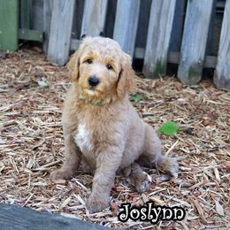 Joslynn - Standard F1B - Red  female Goldendoodle puppy in Lebanon, Missouri from Knapp's Paw Prints