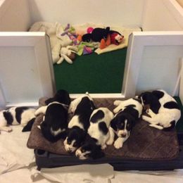 Basset Hound Puppies from Silverado Basset Hounds