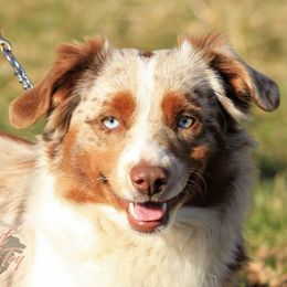 Martina - Toy Australian Shepherd